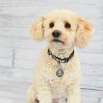 Morita, la mascota oficial de Imprenta Omega, luciendo su medalla personalizada en acero inoxidable grabada con láser.